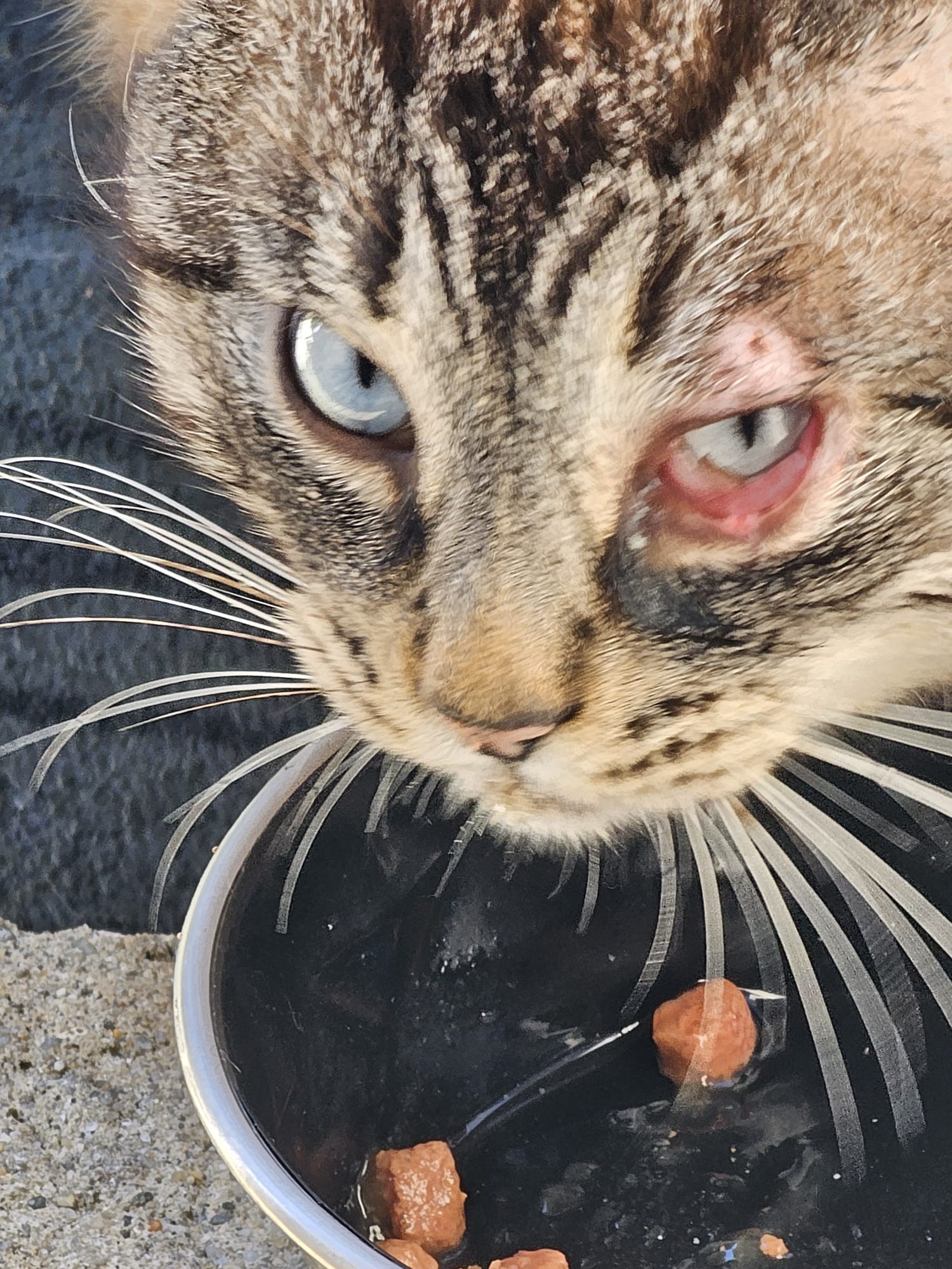 Chat avant accompagnement